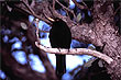 Blackbird photo
