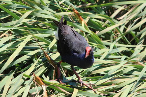 Pukeko photo