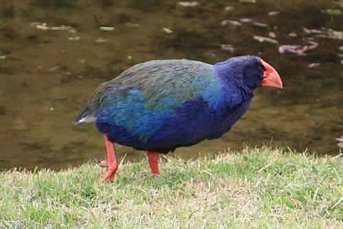 New Zealand Takahe photos