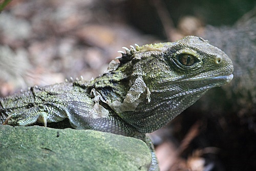 Tuatara photos