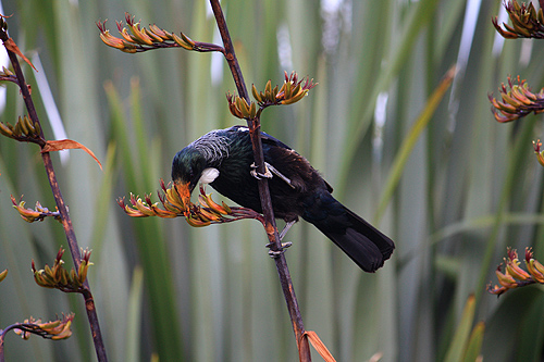 Tui & Flax Bush photo