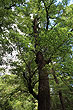 Beech Tree photo