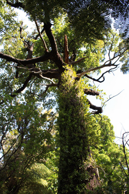 Beech Tree Epiphytes photo