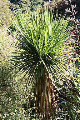 Young Cabbage Tree photo