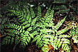 Ground Ferns photo