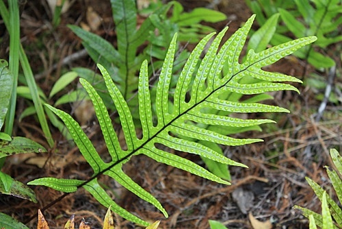 New Zealand ferns photos