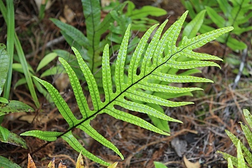 Hound's Tongue Fern photo