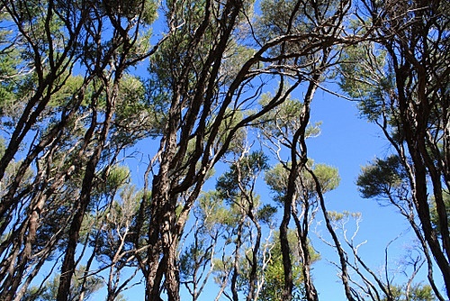 Manuka Trees photo