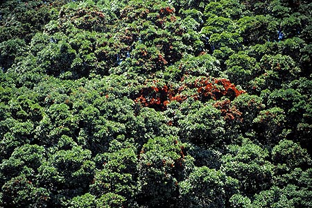 Pohutukawa Trees photo