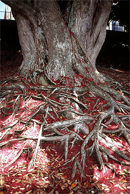 Pohutukawa Roots photo