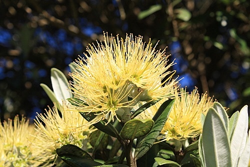 Yellow Pohutukawa Blossums photo