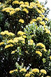 Yellow Pohutukawa Tree photo
