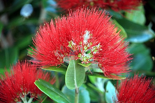 Pohutukawa Blossums photo