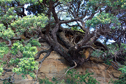 Clinging Pohutukawa Tree photo