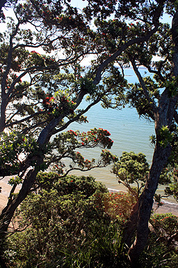Coastal Pohutukawa Tree photo