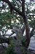 Coastal Pohutkawa Tree photo