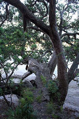 Coastal Pohutukawa Tree photo