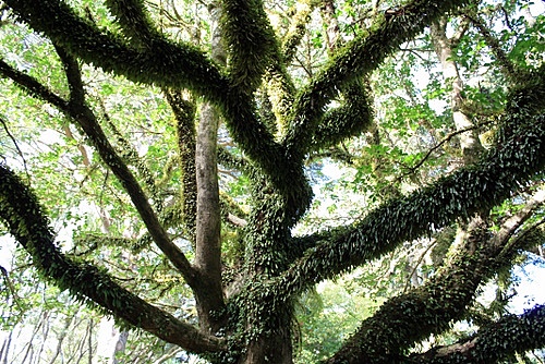 Puriri Tree photo