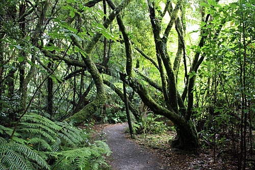 Temperate Rainforest photos