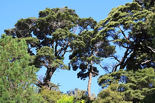 Rimu Trees photo