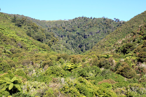 Temperate Rainforest photo