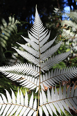 Silver Fern Leaf photo