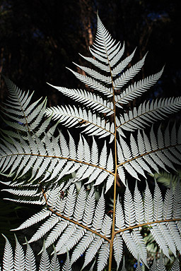 Silver Fern photo