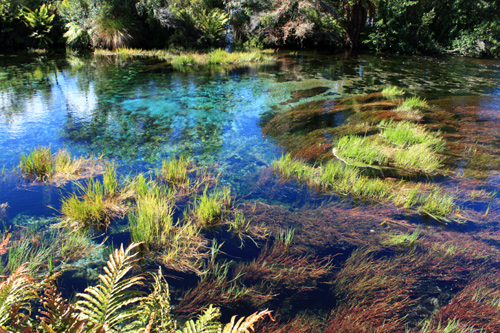 Ferns & Grass at Pupu Springs photo