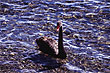 Black Swan photo