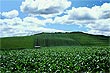 Farm