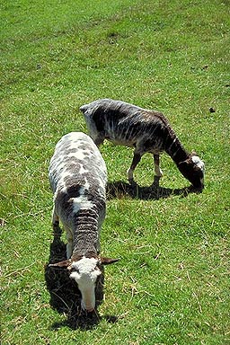 Sheep Grazing photo