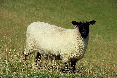 Suffolk Sheep photo