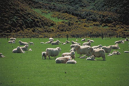 Sheep Farm photo
