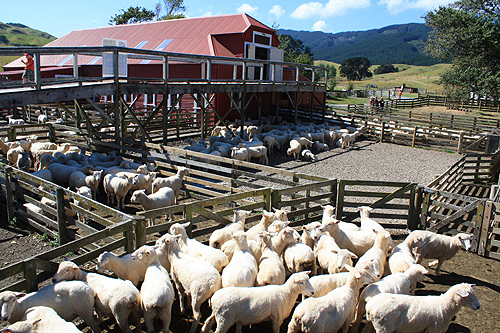 Sheep Farm at Battle Hill photo