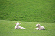 New Zealand Lambs photo