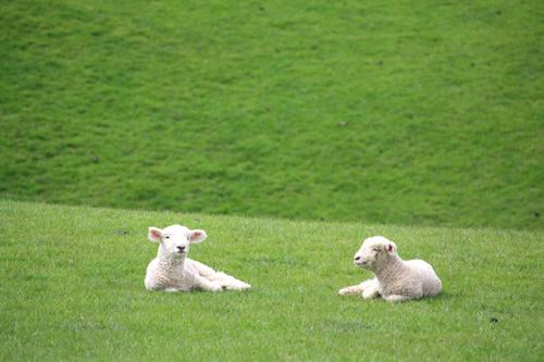 Two Lambs photo