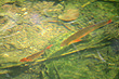 Fish in Waikato River photo