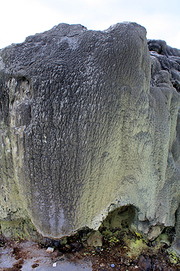 Silica Rock Face at Te Puia photo