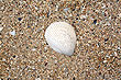 Sand and Shell photo