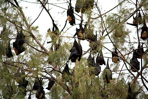 Fruit Bats photo