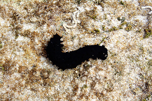 Marine Life in Tonga photos