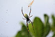 Tonga Fauna