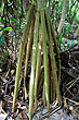 Pandanus Palm Roots photo