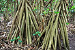 Pandanus Roots photo