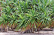 Pandanus Palms photo