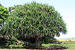 Pandanus Palm Tree photo