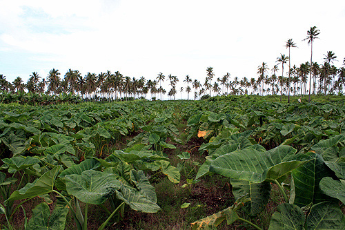 Tongan Plantation photo