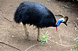 Cassowary photo