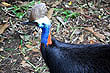 Cassowary photo