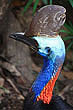 Cassowary photo